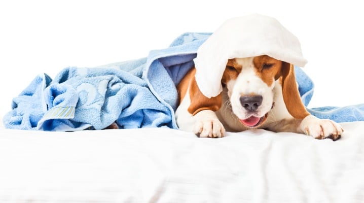 What's Up with Your Dog's Hacking Cough?