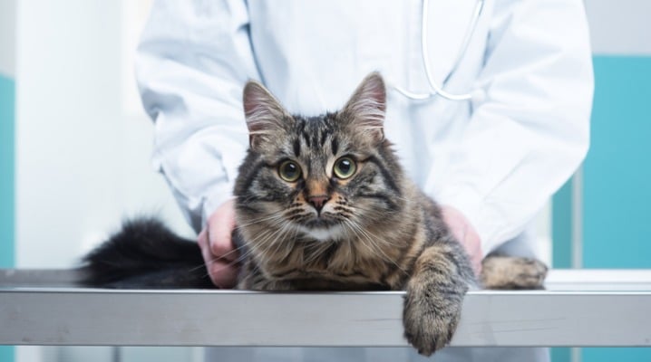 Understand Your Cat's Allergy Test Before Visiting the Vet