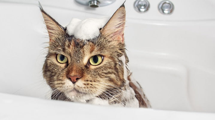Am I Supposed to Bathe My Cat?
