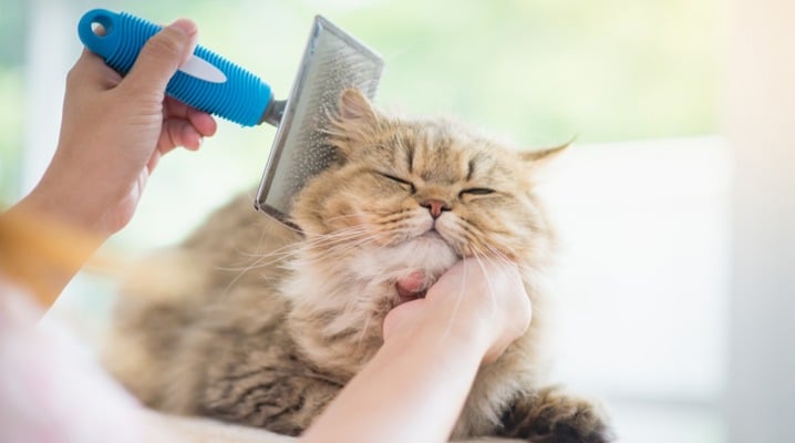 Maintain Your Cat's Beautiful Coat with These Simple Tips