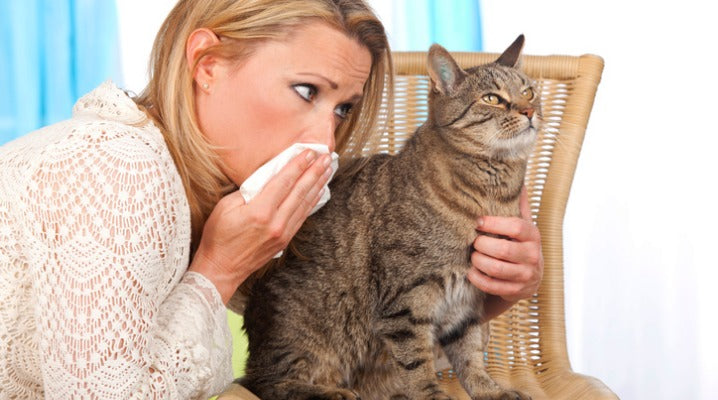 Can Your Cat Give You a Cold?