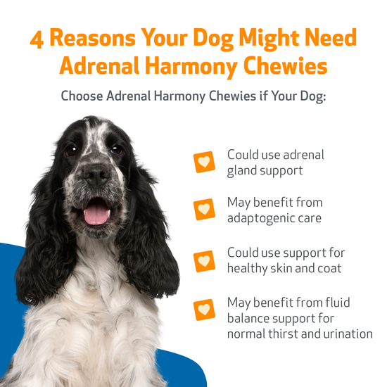 Adrenal Harmony Chewies - for Cortisol Balance and Adrenal Function in ...