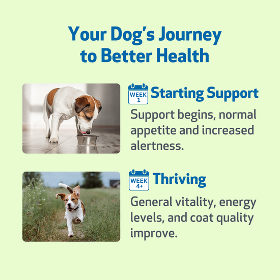 Life Gold - Immune, Antioxidant, and Detoxification Support for Dogs ...