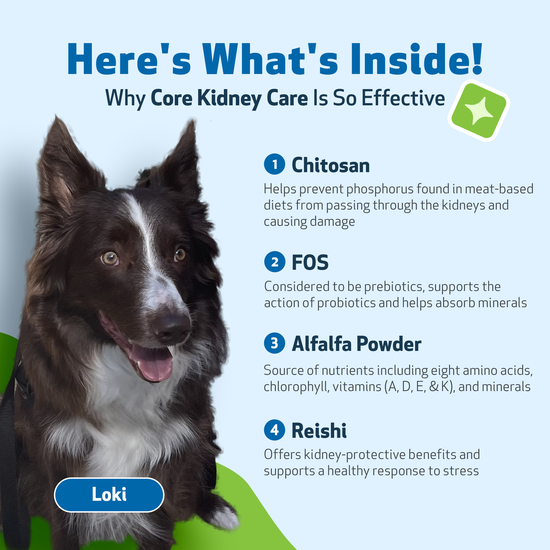 CORE KIDNEY CARE Daily Phosphate Binder for Cats Dogs Pet Wellbeing