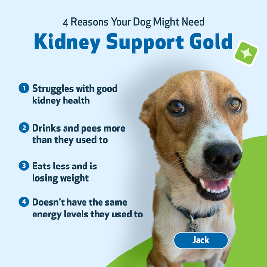 Kidney Support Gold for Dog Kidney Function Pet Wellbeing