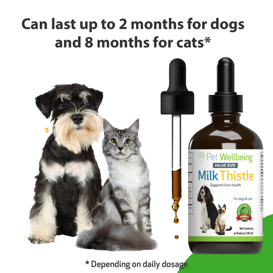 Milk Thistle for Healthy Liver Function in Cats Pet Wellbeing