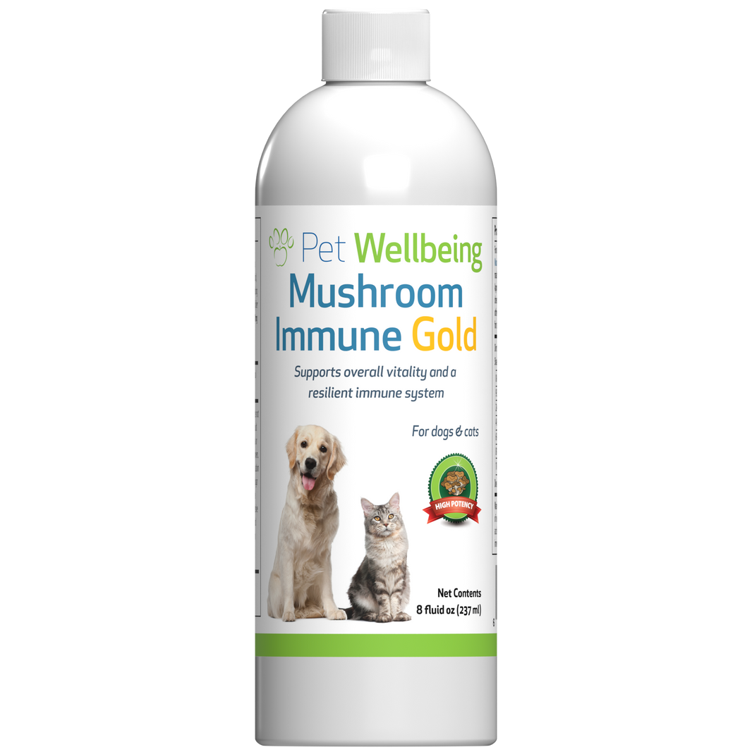 Cancer Support Dog Pet Wellbeing