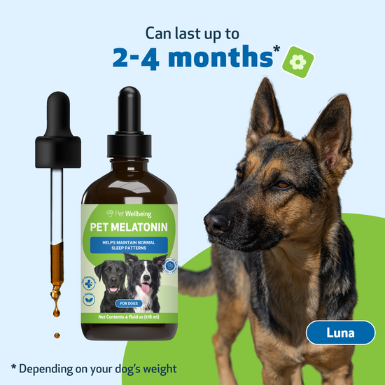 Best dog melatonin clearance