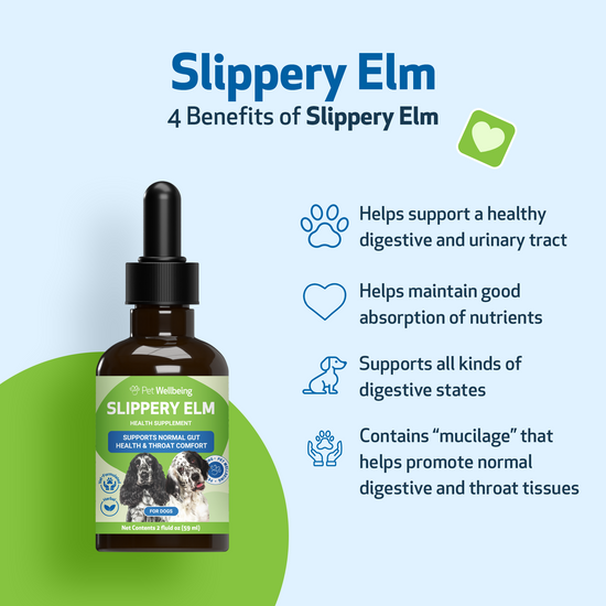 Slippery Elm for Healthy Digestive Tract and Throat Tissue in Dogs