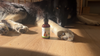Adrenal Harmony Gold for Dogs - supports adrenal health and cortisol balance. This high-quality supplement helps promote normal adrenal function and balanced fluid levels, like normal thirst and urination. 
