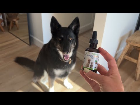 Pet Wellbeing Young at Heart is a veterinarian-formulated supplement designed to support your dogs heart health and overall vitality. Developed with a dynamic blend of heart-supporting herbs, like Mayblossom and Motherwort, Young at Heart helps promote normal heart function and healthy circulation. 