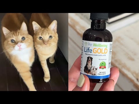 Pet Wellbeing Life Gold is a veterinarian-formulated, high-quality supplement developed to support your cats healthy organ function and to help maintain normal, balanced cellular growth. It’s powerful herbal ingredients are designed to be gentle and effective, supporting your cat’s well-being through all life’s twists and turns.