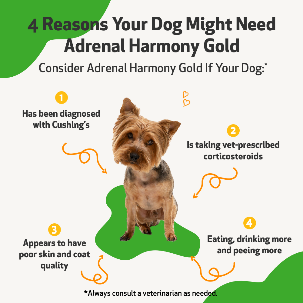 Adrenal Harmony Gold for Dog Cushing's supports Adrenal Gland balance