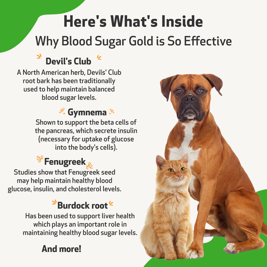 Blood Sugar Gold Blood Sugar Support for Cats Pet Wellbeing