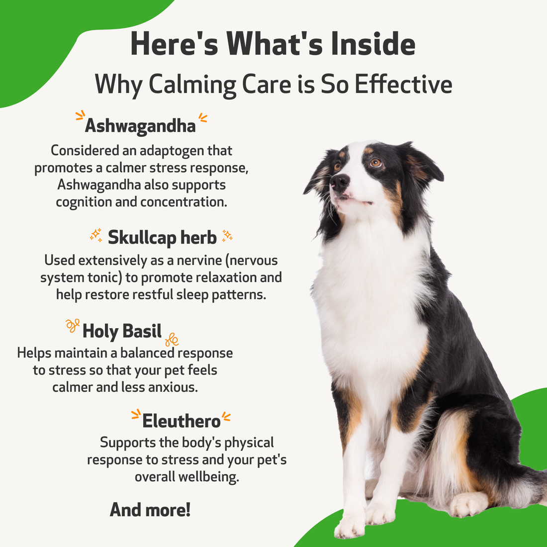 Calming Care for Dog Anxious Behavior Pet Wellbeing