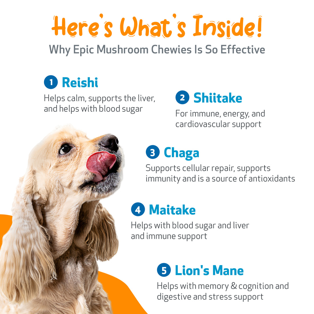 Champex mushroom extract outlet for dogs