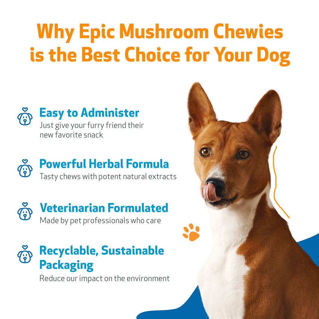 Champex mushroom clearance extract for dogs