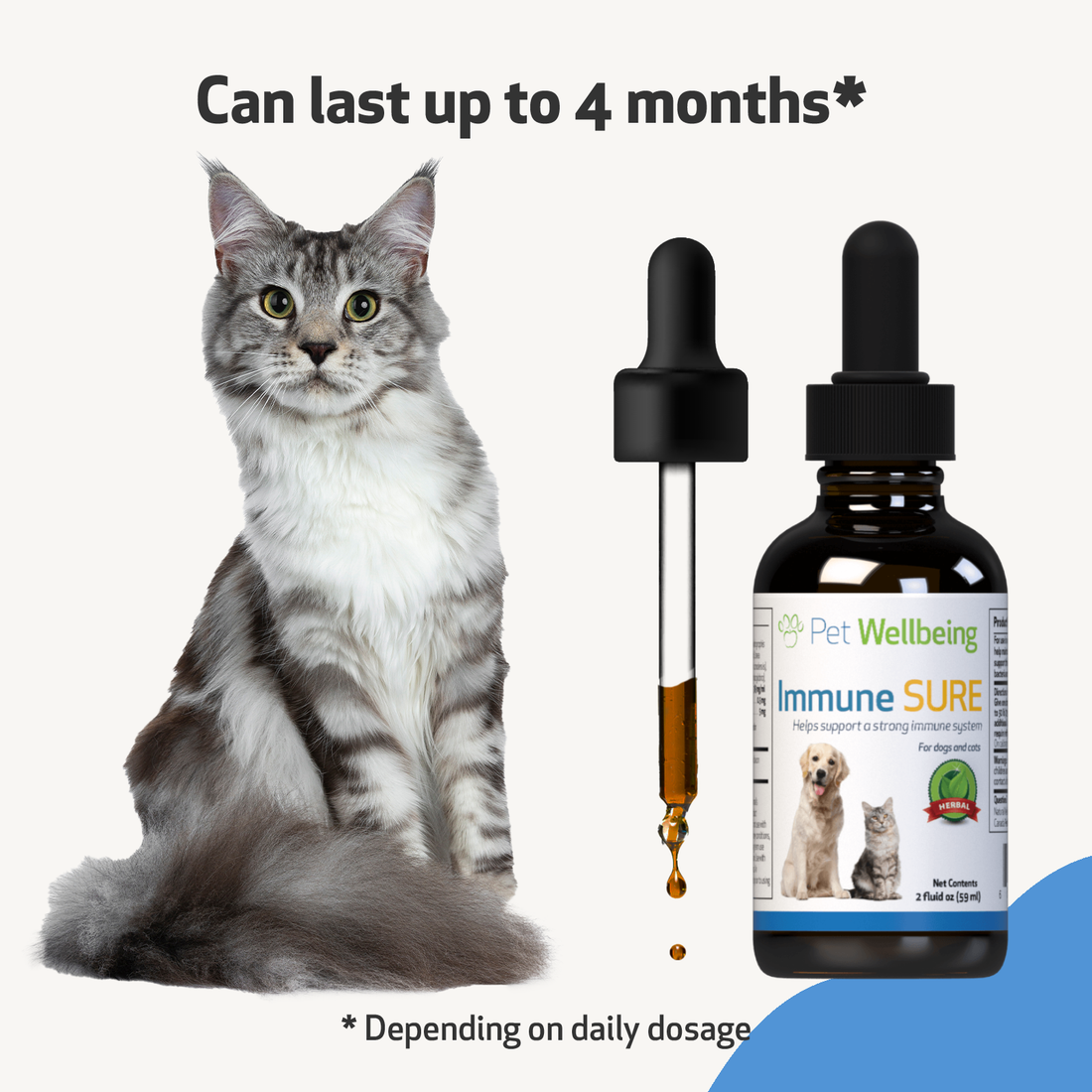 Boost cat outlet immune system naturally