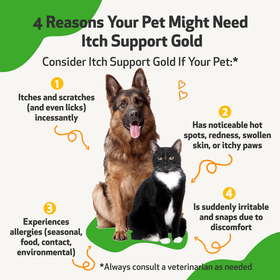 Itch Support Gold for AllergyRelated Itch in Cats Pet Wellbeing