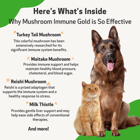 Mushroom Immune Gold Holistic Cancer Support for Dogs Pet Wellbeing