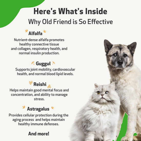 Old Friend for Senior Cats Pet Wellbeing