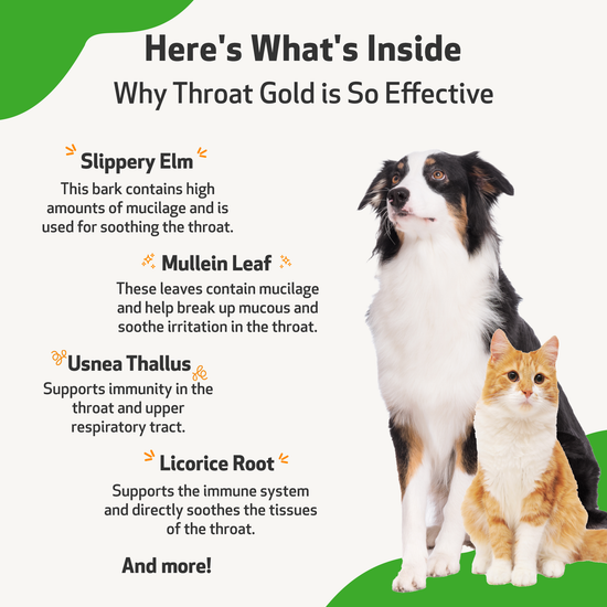 Throat Gold Soothes Throat Irritation in Cats Pet Wellbeing