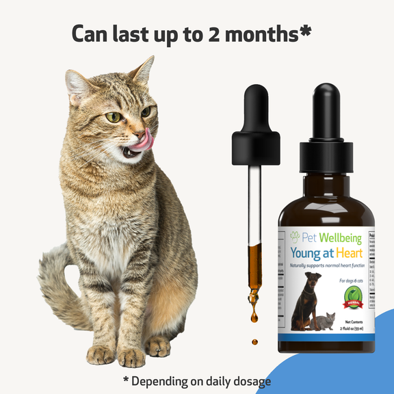 Young at Heart for Healthy Heart Maintenance in Cats Pet Wellbeing