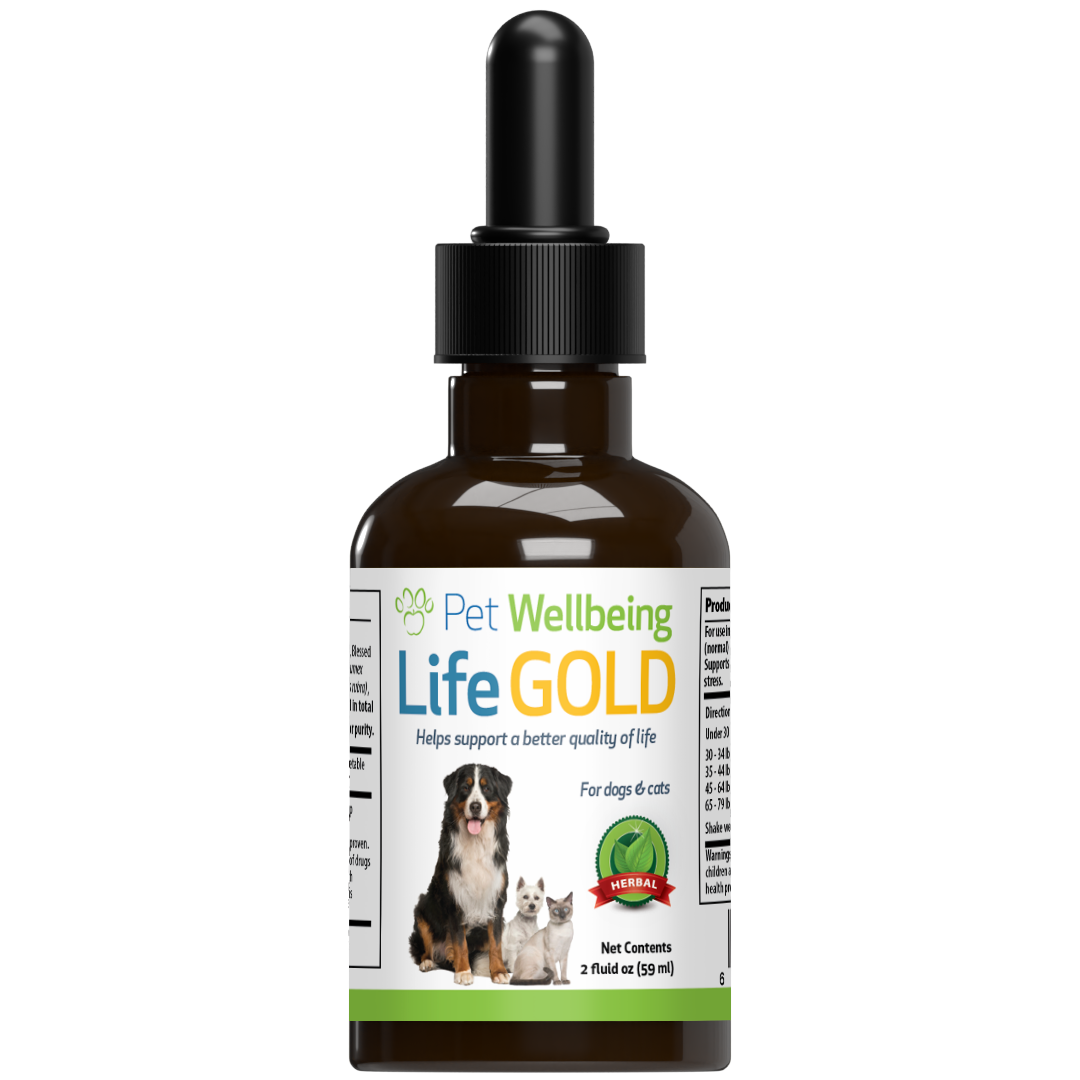 Wellbeing essentials for clearance dogs