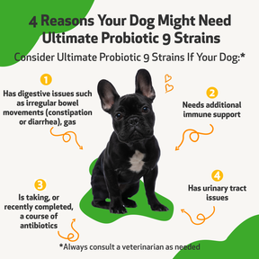 Ultimate Probiotic 9 Strains - with Prebiotics for Dogs | Pet Wellbeing