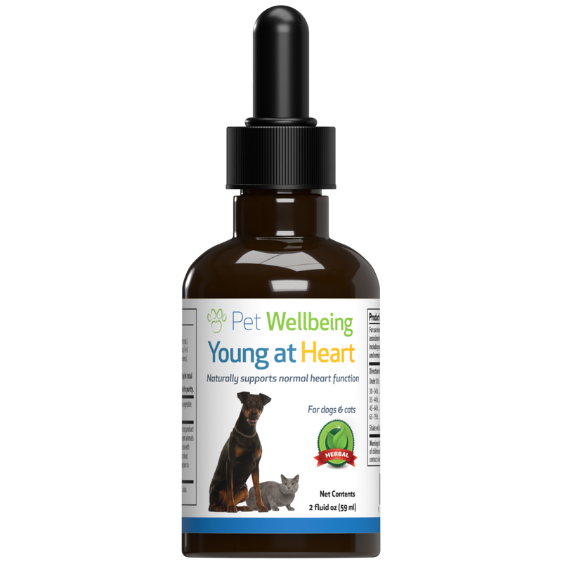 Young at Heart for Healthy Heart Maintenance in Cats Pet