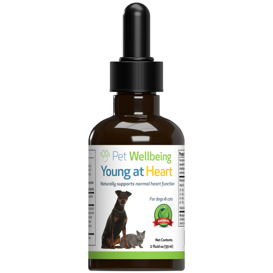 Young at Heart for Healthy Heart Maintenance in Dogs Pet